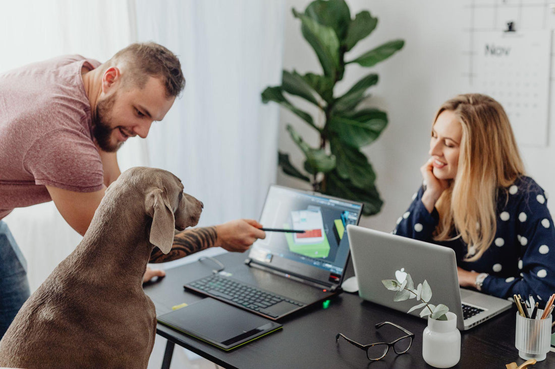 Should You Allow Pets in Your Place of Business?